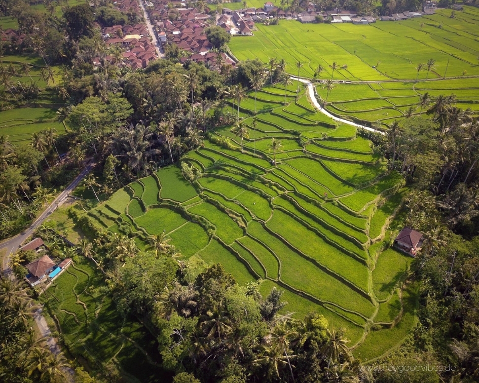 Bali Ricefields